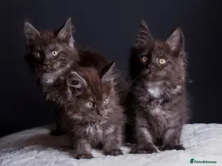 Maine Coon cats 🖤 TICA Registered Black Smoke Maine Coon Kittens - Advert 1