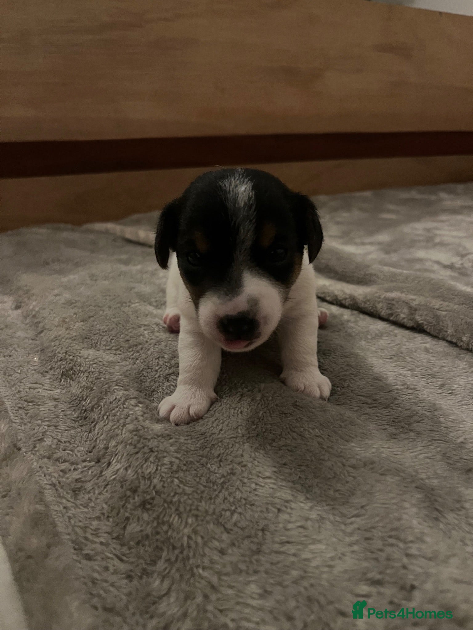 Jack Russell dogs Adorable boy puppy - Advert 12