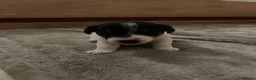 Jack Russell dogs for sale: Adorable boy puppy - Advert 1