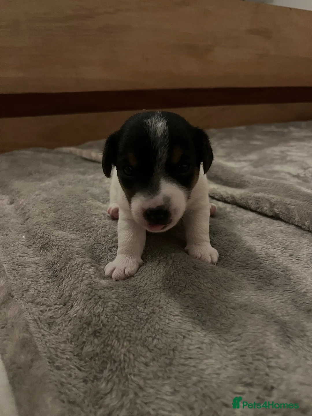 Jack Russell dogs for sale: Adorable boy puppy - Advert 1
