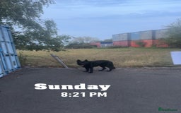 German Shepherd dogs for sale: Shadow Male German Shepherd for Sale - Image 2