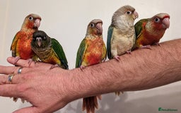 Mixed Breed birds for sale: It's a Birds Thing!!! - Image 3