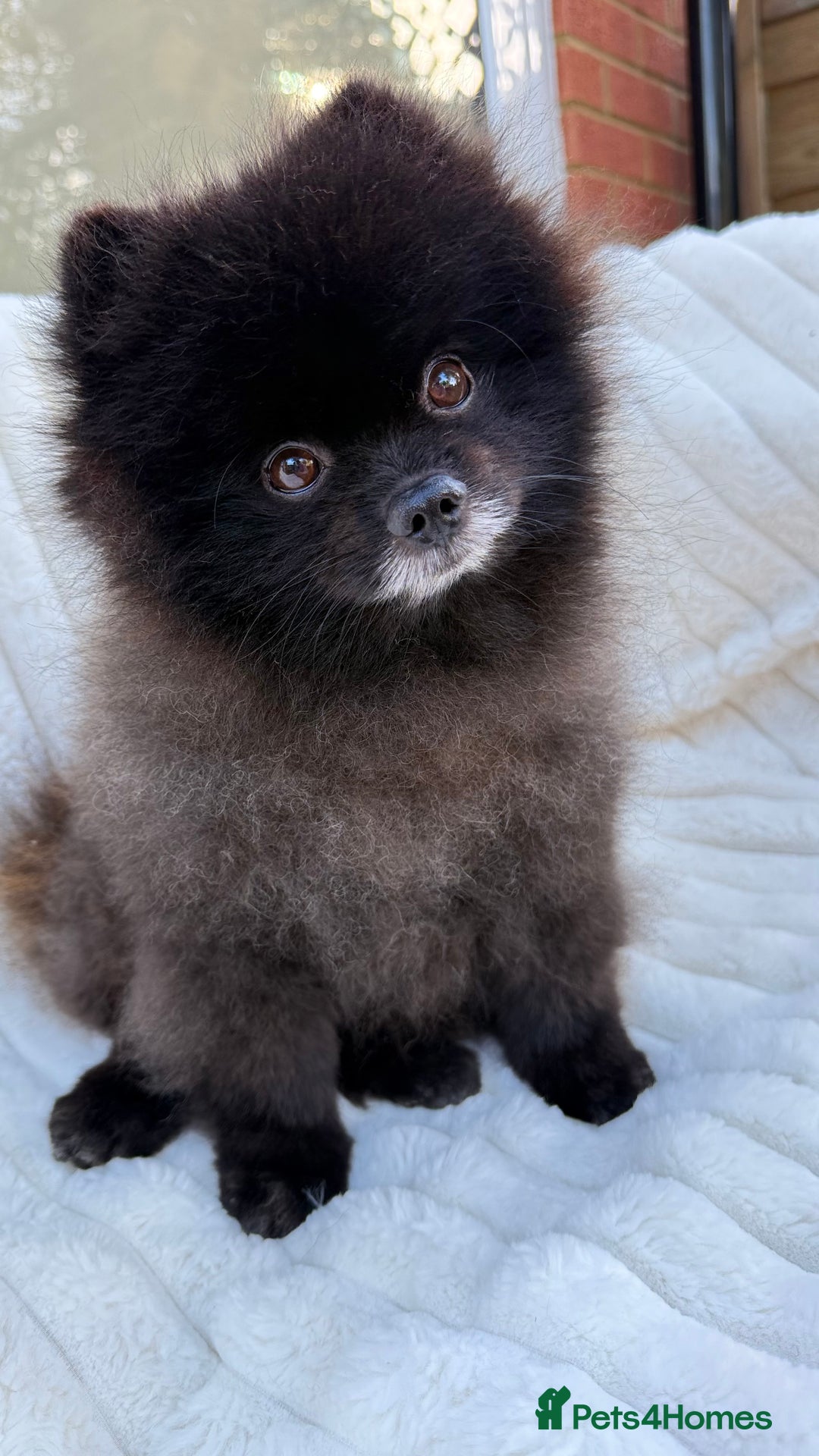 Pomeranian dogs for sale: Beautiful teddy bear( Russian). - Image 10