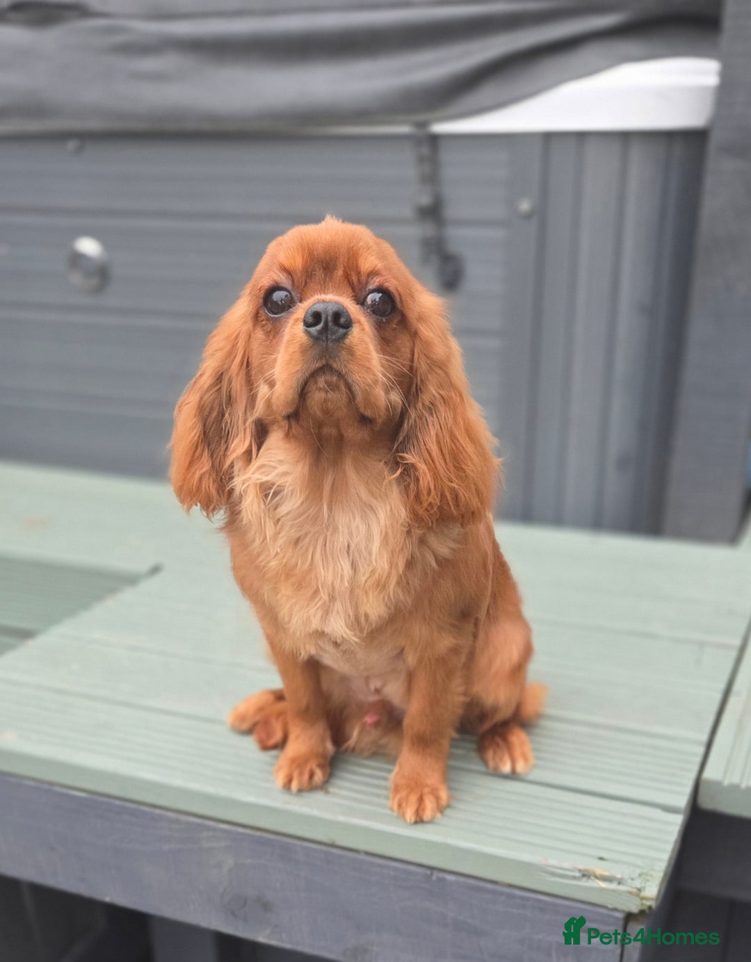 Cavalier King Charles Spaniel dogs for stud: Extensively health tested ruby STUD - Advert 3