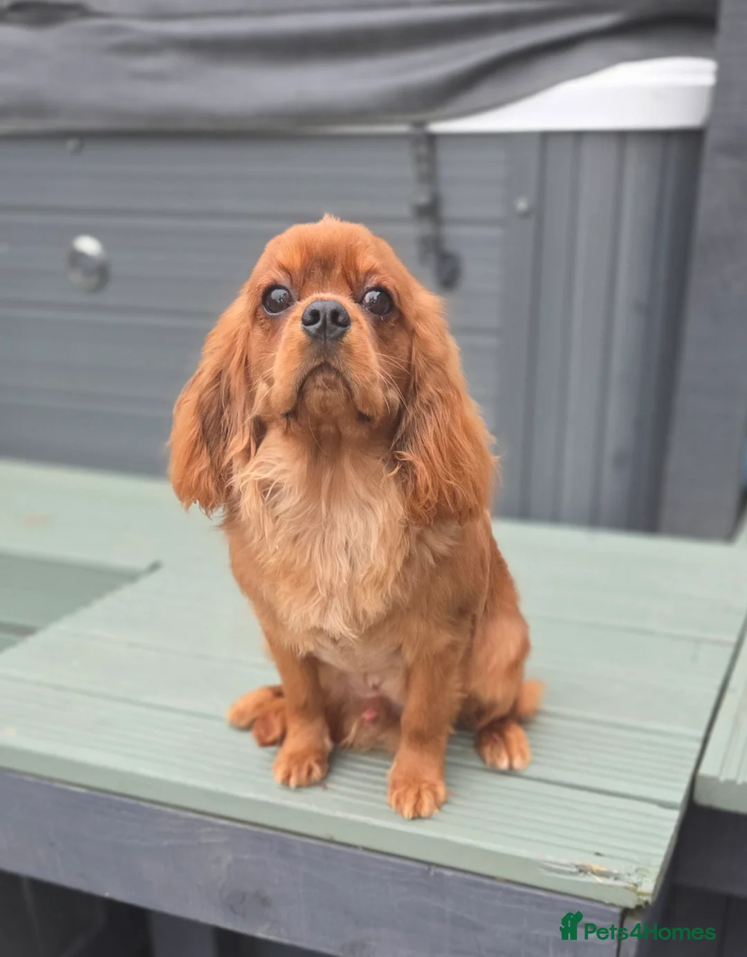 Cavalier King Charles Spaniel dogs for stud: Extensively health tested ruby STUD - Advert 10