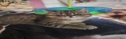Exotic cats for sale: READY  Now  EXOTIC  GIRLS  - Advert 9