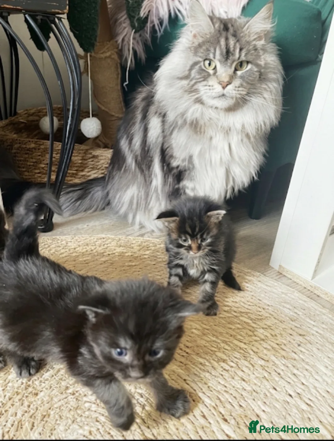 Maine Coon cats for sale: MONSTRUAL GIANTS! Elite MAINE COON Kittens  - Advert 1