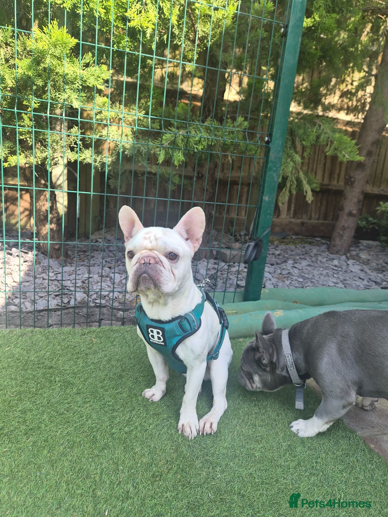 French Bulldog dogs Male Platinum Frenchie - Advert 5