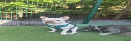 French Bulldog dogs for sale: Male Platinum Frenchie in Croydon - Advert 1