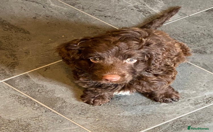 Cockapoo dogs - Advert 3