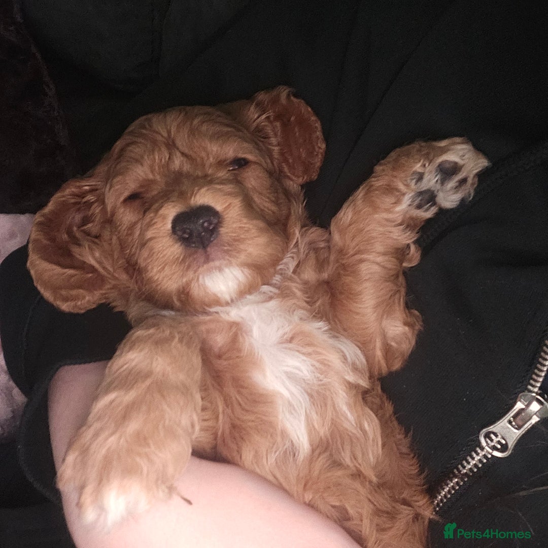 Cavapoo dogs for sale: Gorgeous F1b Toy Cavapoo Babies   - Advert 13