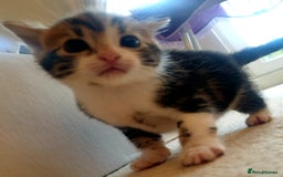 Mixed Breed cats for sale: Sweet Black & White & Tabby Kittens - Image 10