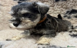 Miniature Schnauzer dogs for sale: Miniature schnauzers pups ready now ❤️ - Image 4