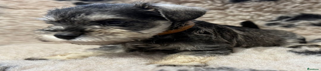 Miniature Schnauzer Puppy 2