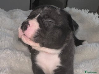 Mixed Breed dogs Olde tyme English Bulldogge/Staffy bull Collie mix - Advert 8