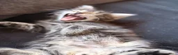 Maine Coon cats for sale: Maine coin x bengal kittens  in Melksham - Advert 8