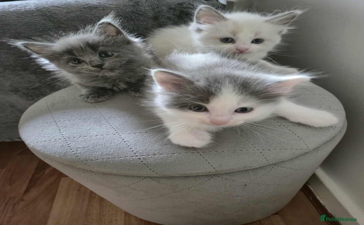 Mixed Breed cats - Advert 4