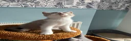British Shorthair cats for sale: 🐾British Shorthair Kittens GCCF Registered🐾 - Advert 23