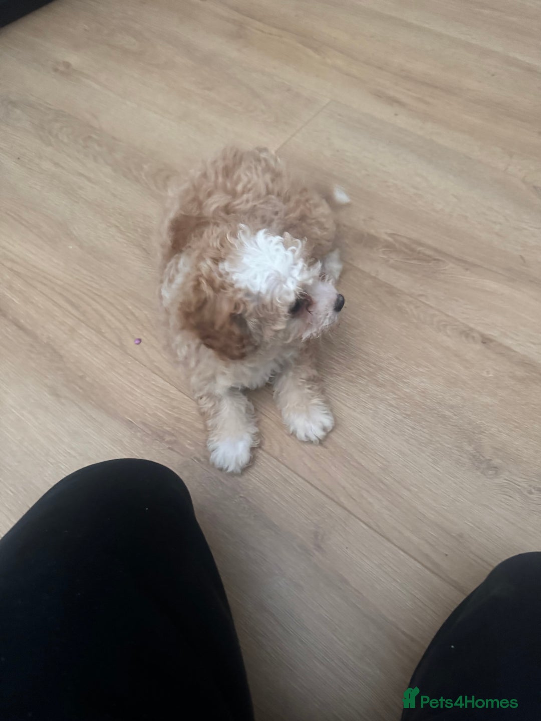 Cavapoo dogs for sale: Adorable cavapoo girl puppy - Advert 4