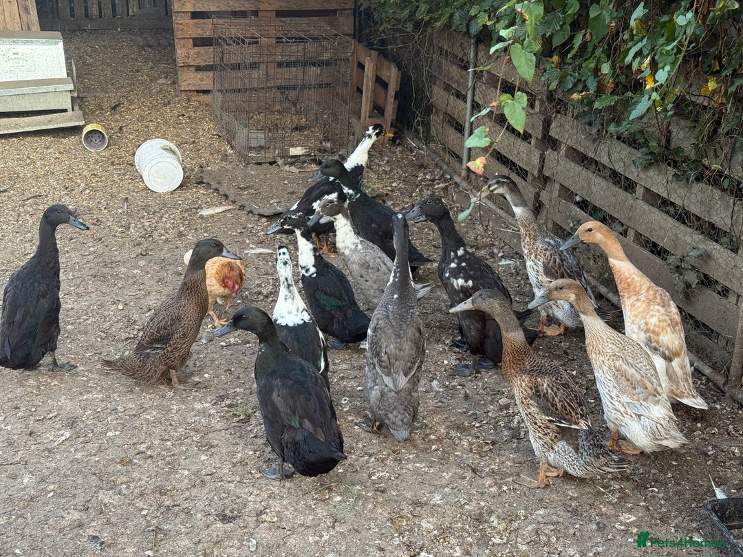 Ducks poultry for sale: Runner x Cayuga Ducks - Image 4