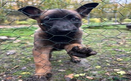 Mixed Breed dogs for sale: Belgian Malinois Puppies  - Image 4