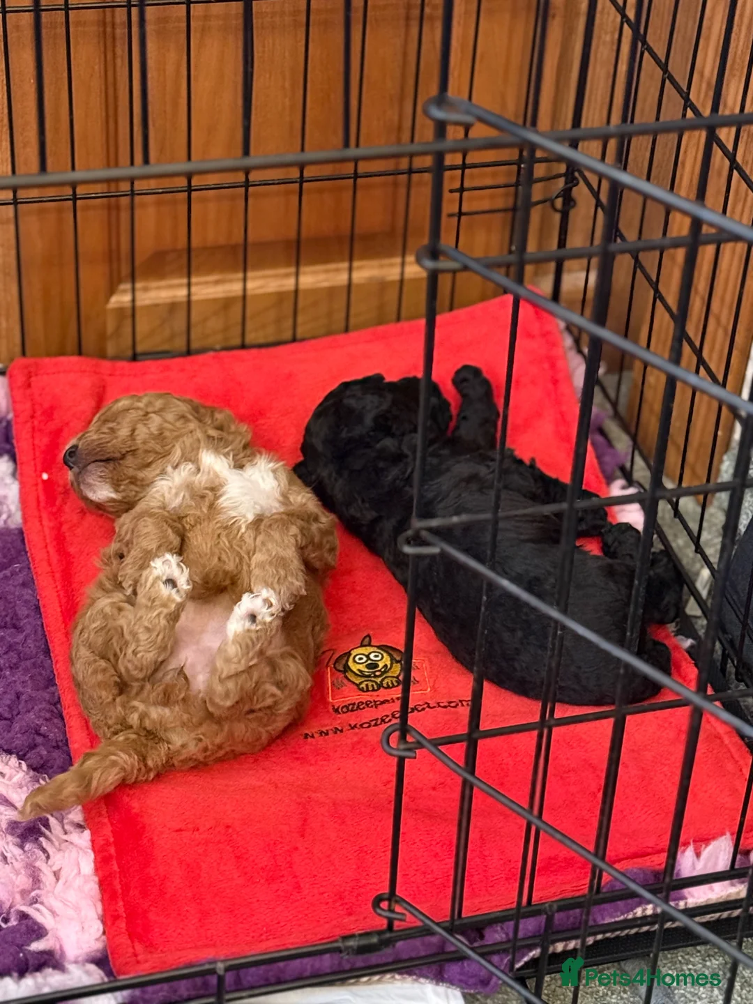 Mixed Breed dogs for sale: 5*health tested miniature Australian labradoodles  in Manchester - Advert 1