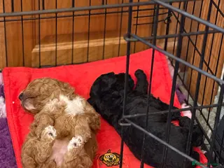 Mixed Breed dogs for sale: 5*health tested miniature Australian labradoodles - Advert 1