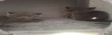 Kitten 2
