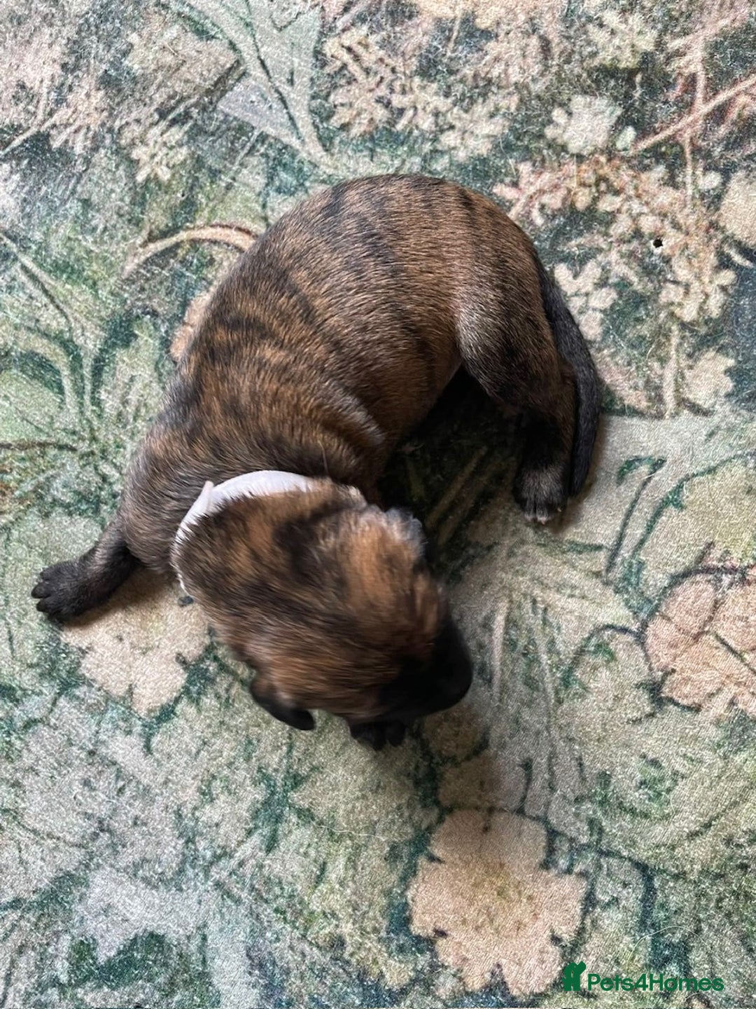 Lurcher dogs for sale: Quality Lurcher pups Deerhound/Grey Wheaten/Grey - Image 10