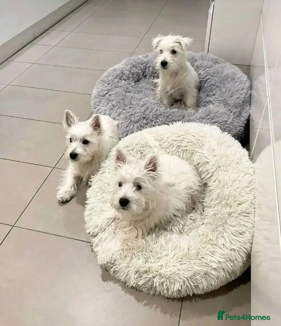 West Highland Terrier dogs for sale: West highland terrier (westie) in Glasgow - Advert 2