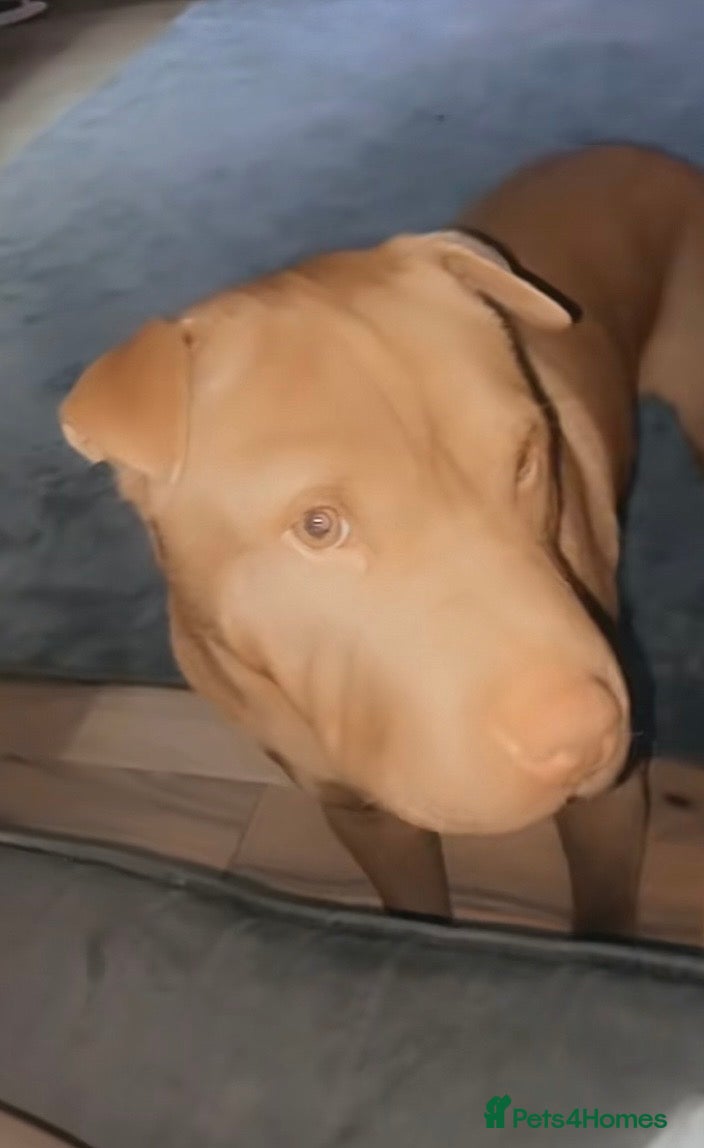 Mixed Breed dogs Our gorgeous boy Bear needs a new home  in Burnley - Advert 5