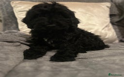 Cockapoo dogs for sale: Cockapoo Puppies - Advert 8