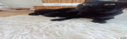 Mixed Breed cats for sale: 6 little kittens are looking for a home  - Advert 3