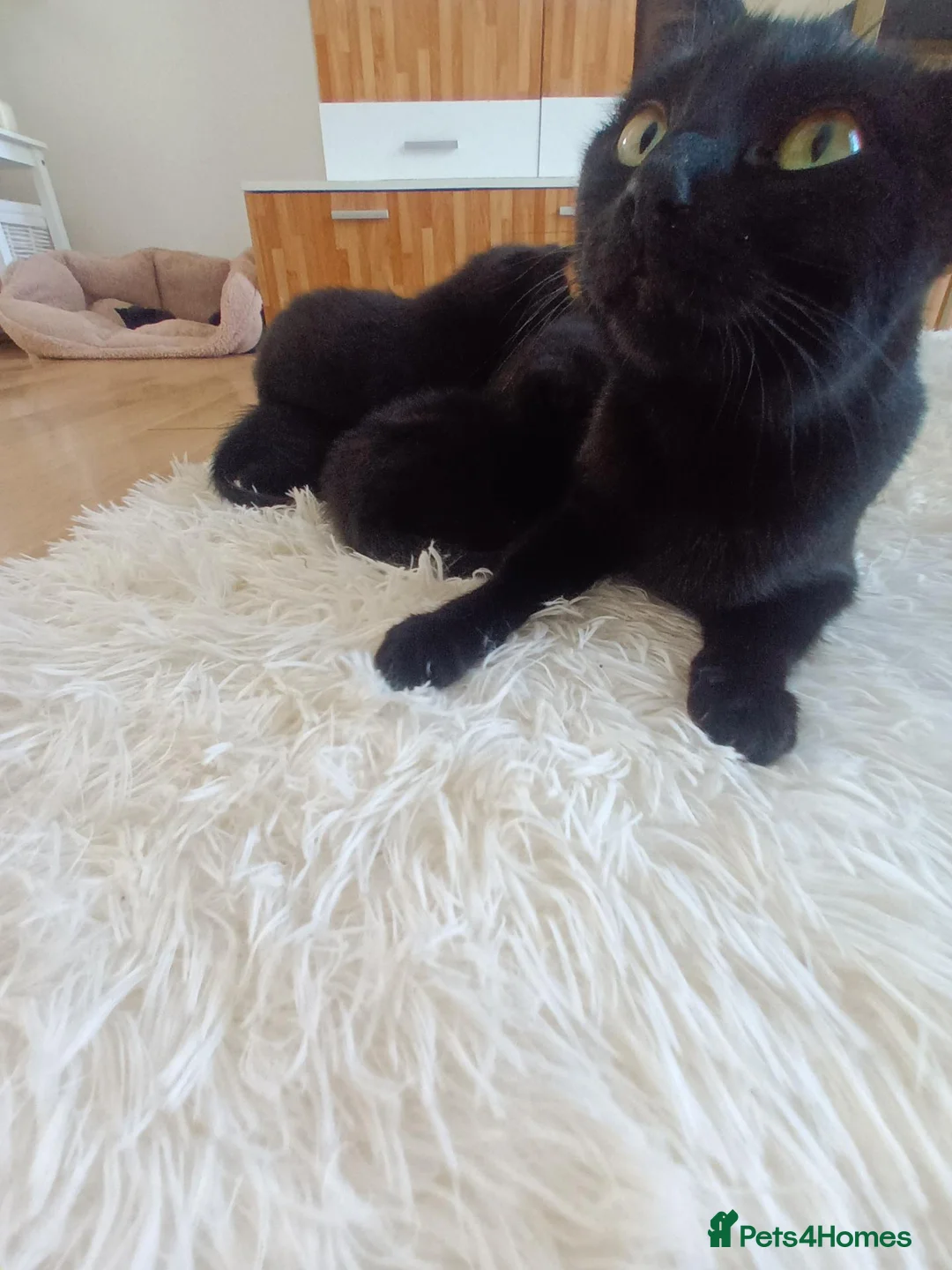 Mixed Breed cats for sale: 6 little kittens are looking for a home  - Advert 3