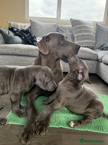 Great Dane dogs Great Dane puppies looking for forever homes - Advert 9