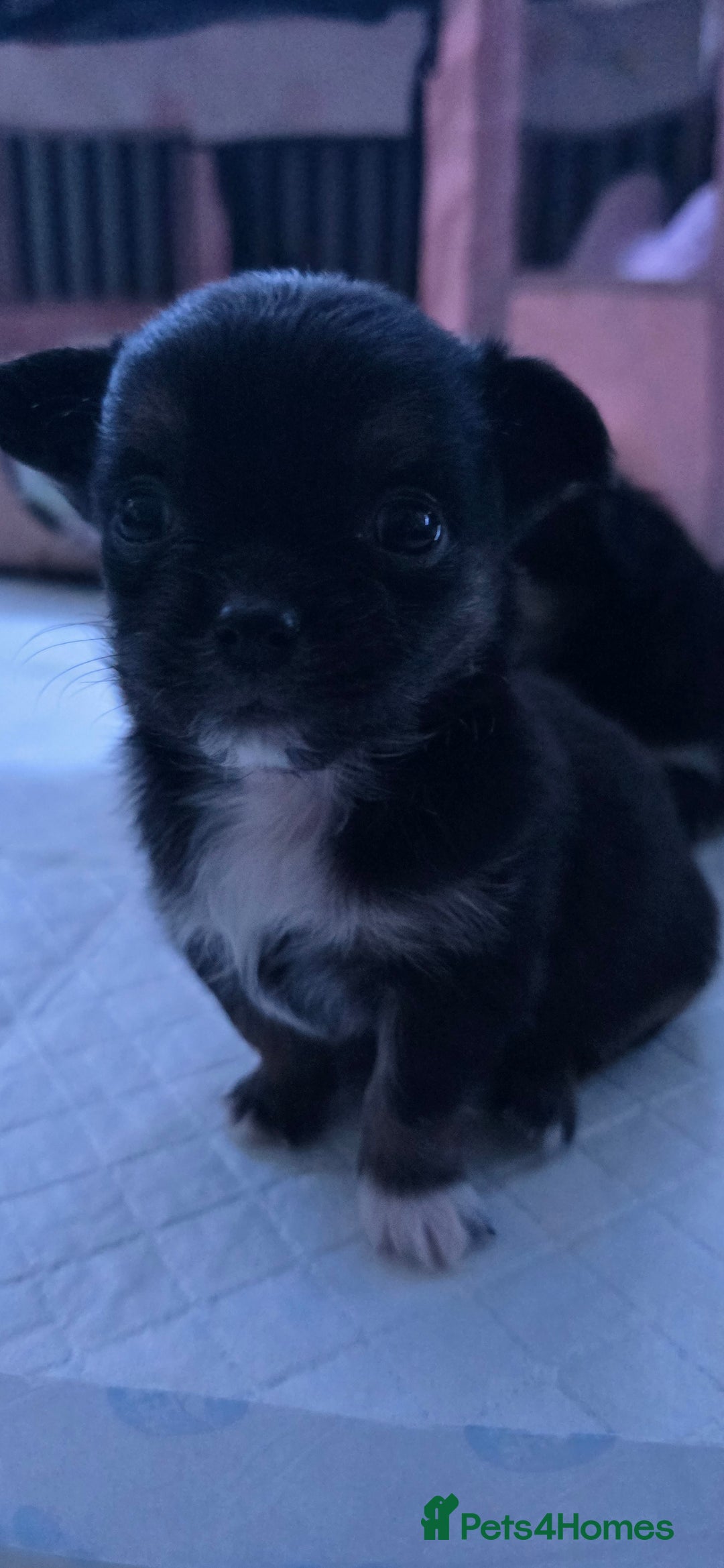 Chihuahua dogs for sale: chihuahua puppys  in Stockport - Image 12