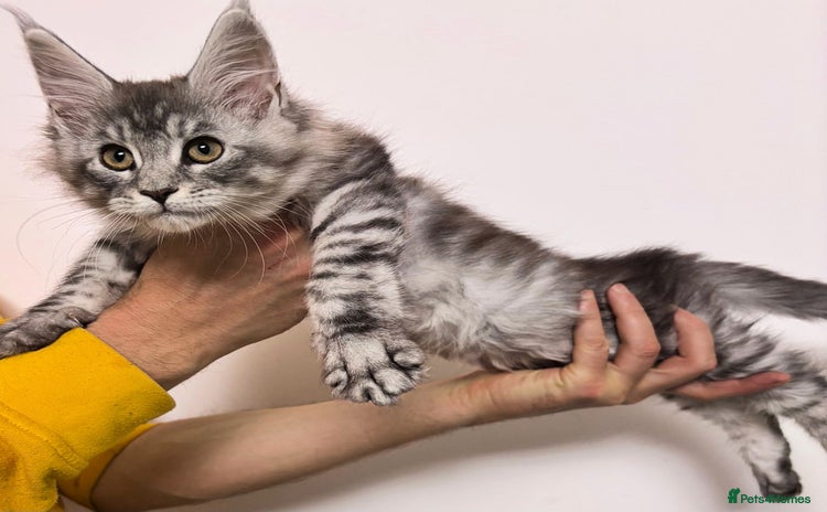 Maine Coon cats - Advert 3