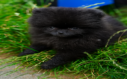 Pomeranian dogs for sale: TINY BLACK POMERANIAN PUPPIES ALERT - Image 7