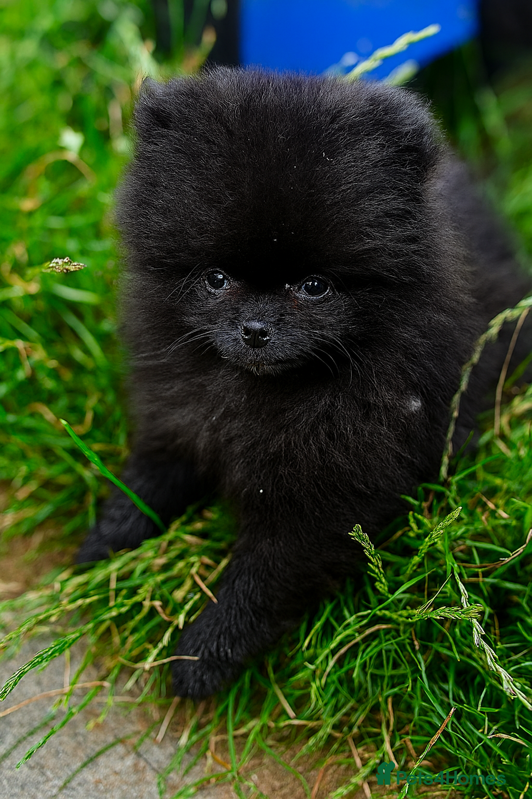 Pomeranian dogs for sale: TINY BLACK POMERANIAN PUPPIES ALERT - Image 7