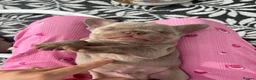 French Bulldog dogs for sale: Stunning French Bulldog Puppies – Family Raised in Durham - Advert 10