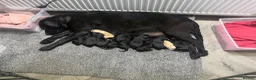 Labrador Retriever dogs for sale: Stunning Labrador pups - Advert 5