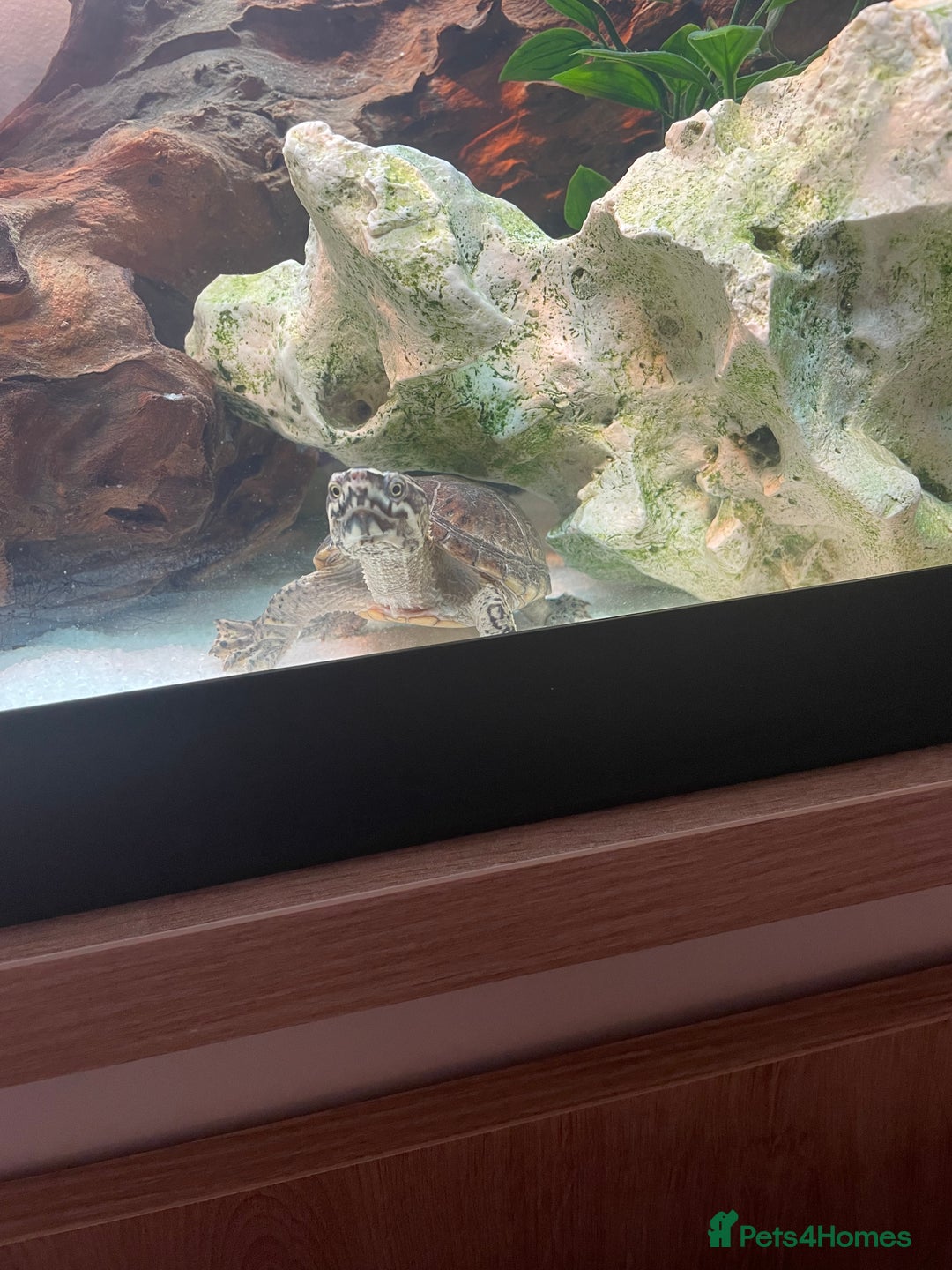 Turtle reptiles for sale: Musk Turtle - Advert 2