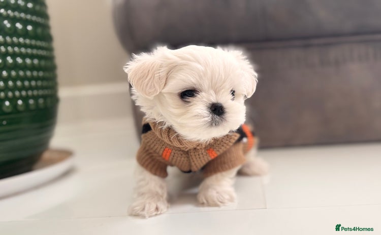 Maltese dogs - Advert 1