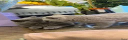British Shorthair cats for sale: British short hair kitten  - Advert 7
