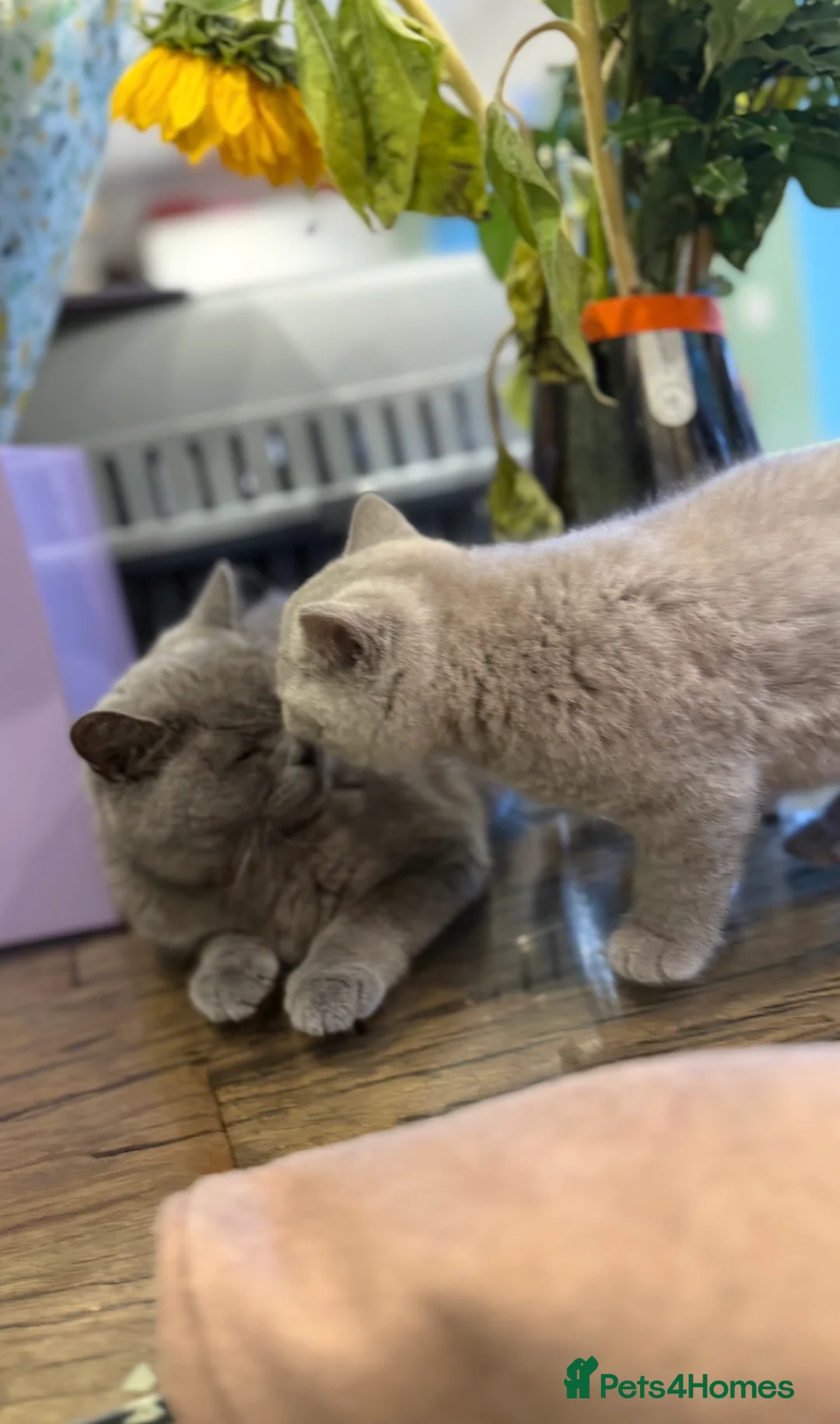 British Shorthair cats for sale: British short hair kitten  - Advert 7