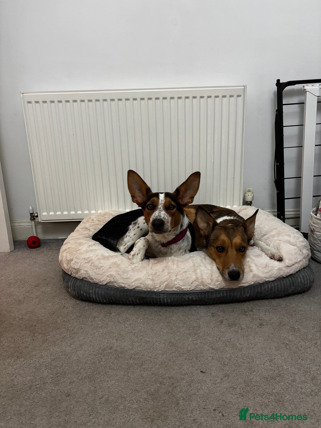 Mixed Breed dogs for sale: Bonnie - Advert 4