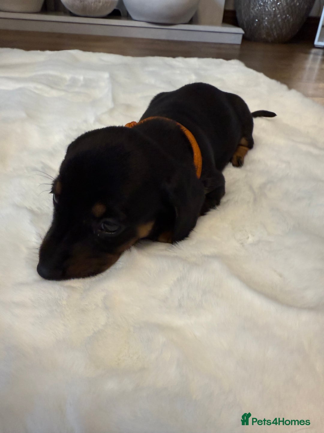 Dachshund dogs for sale: Dachshunds for sale   - Image 17