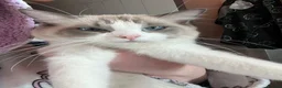 Ragdoll cats for sale: Beautiful ragdoll female  - Advert 17