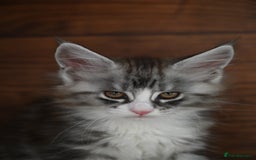Maine Coon cats for sale: ✨Meet Cherry & Plum✨- TICA Reg - High Smoke-white - Image 5