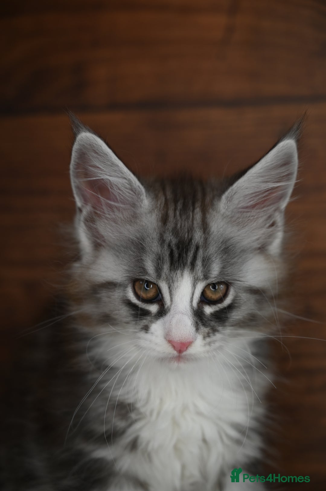 Maine Coon cats for sale: ✨Meet Cherry & Plum✨- TICA Reg - High Smoke-white - Image 5